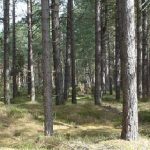 scots_pine_header_image