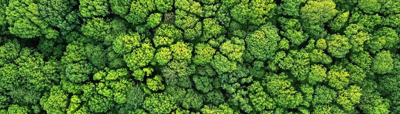 Birds eye view of a dense forest or woodland